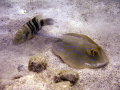   This shot was take whilst snorkling no more 10m beach. beach  